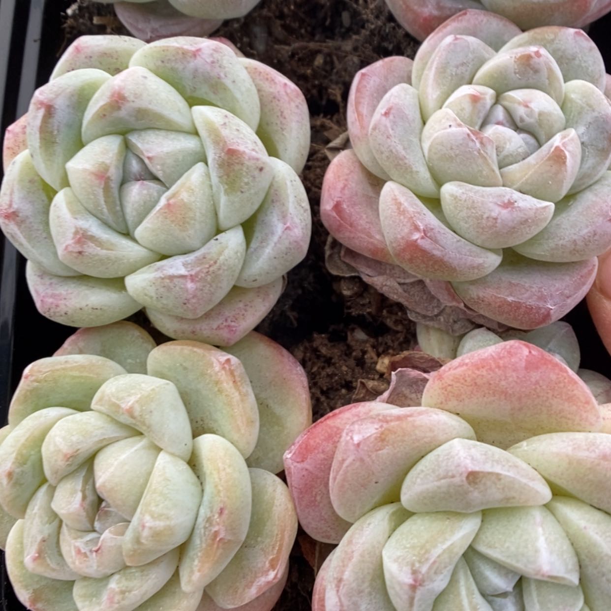 【闪购商品】1230-27