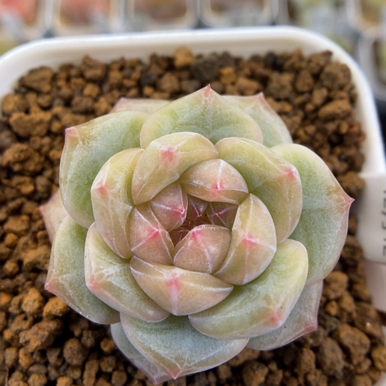 【闪购商品】1212-046