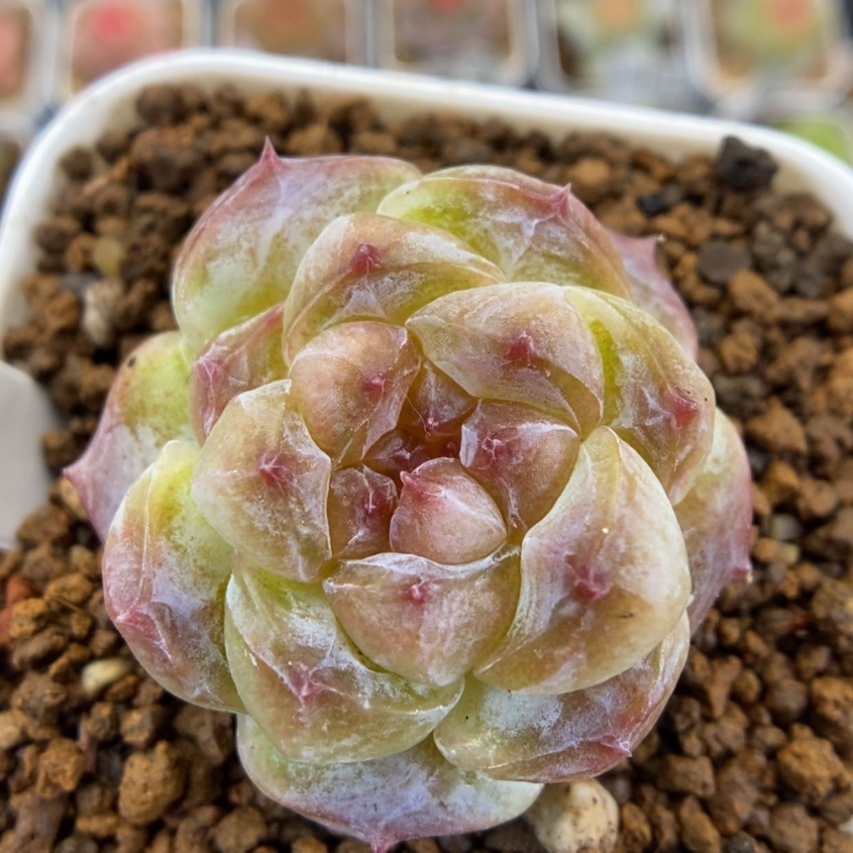 【闪购商品】1212-101