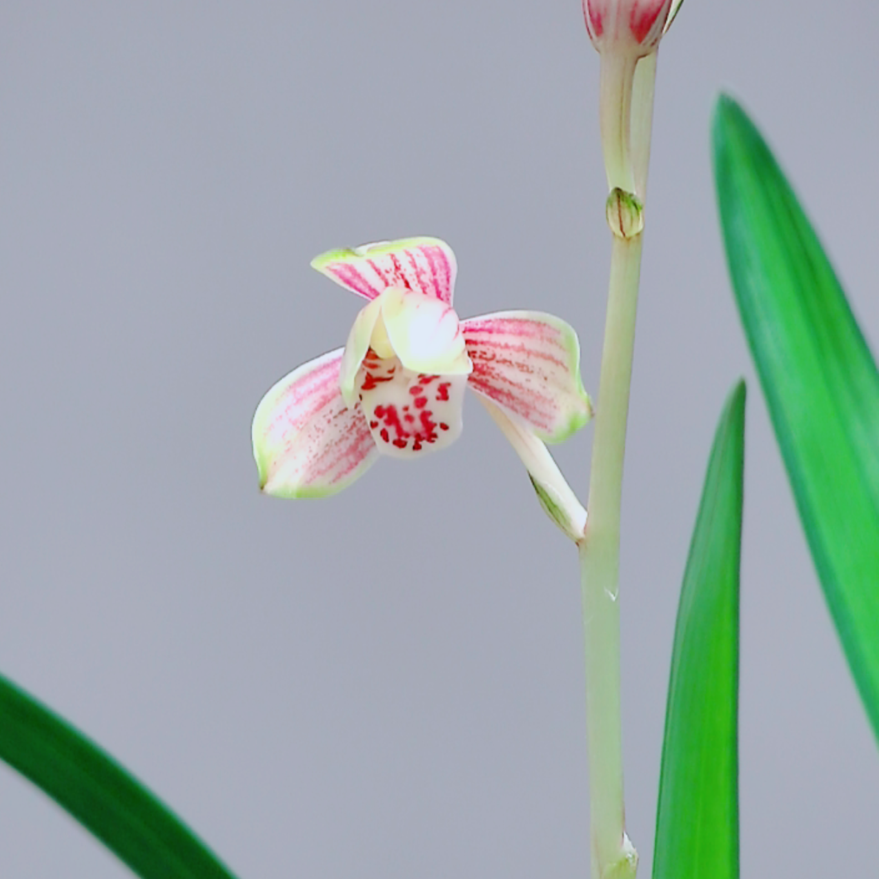 精品兰花（直播一棵一选，一棵一价，非标准定价）
