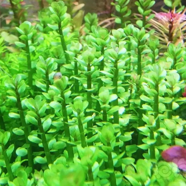 鱼缸造景水草后景草细叶水罗兰矮中柳小三角叶中景草ADA山崎桂