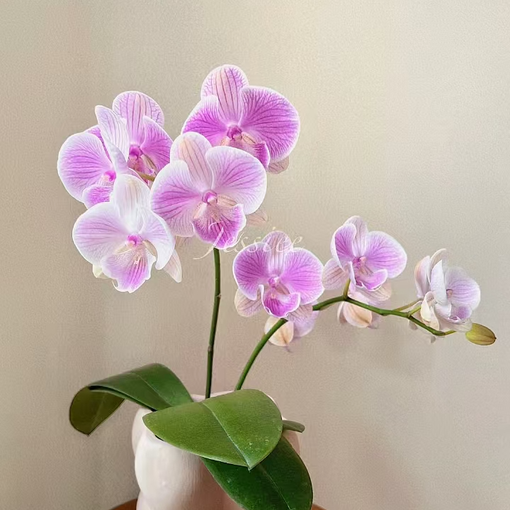 爱丽丝  仙气紫条纹大舌头 蝴蝶兰带花剑3.5加高杯中大花室内种植