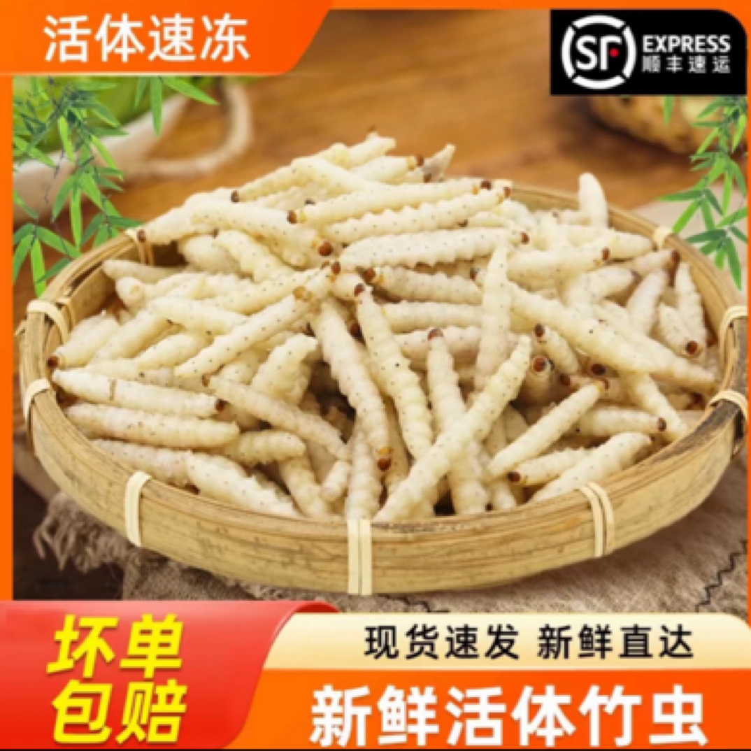 2025新鲜活体速冻旅行云南特产竹虫，竹蛹，竹节虫美食瑶族男子虫子
