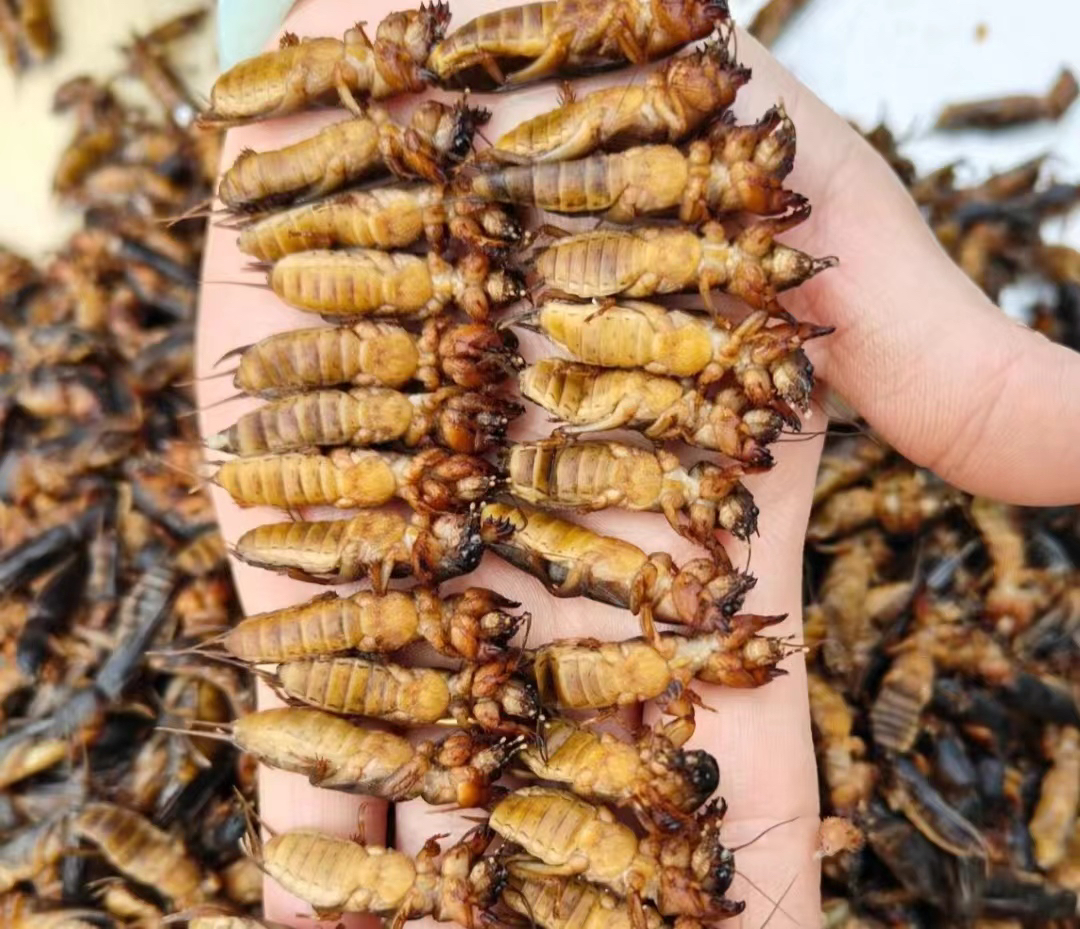 蝼蛄，蝲蝲蛄，新鲜速冻食品