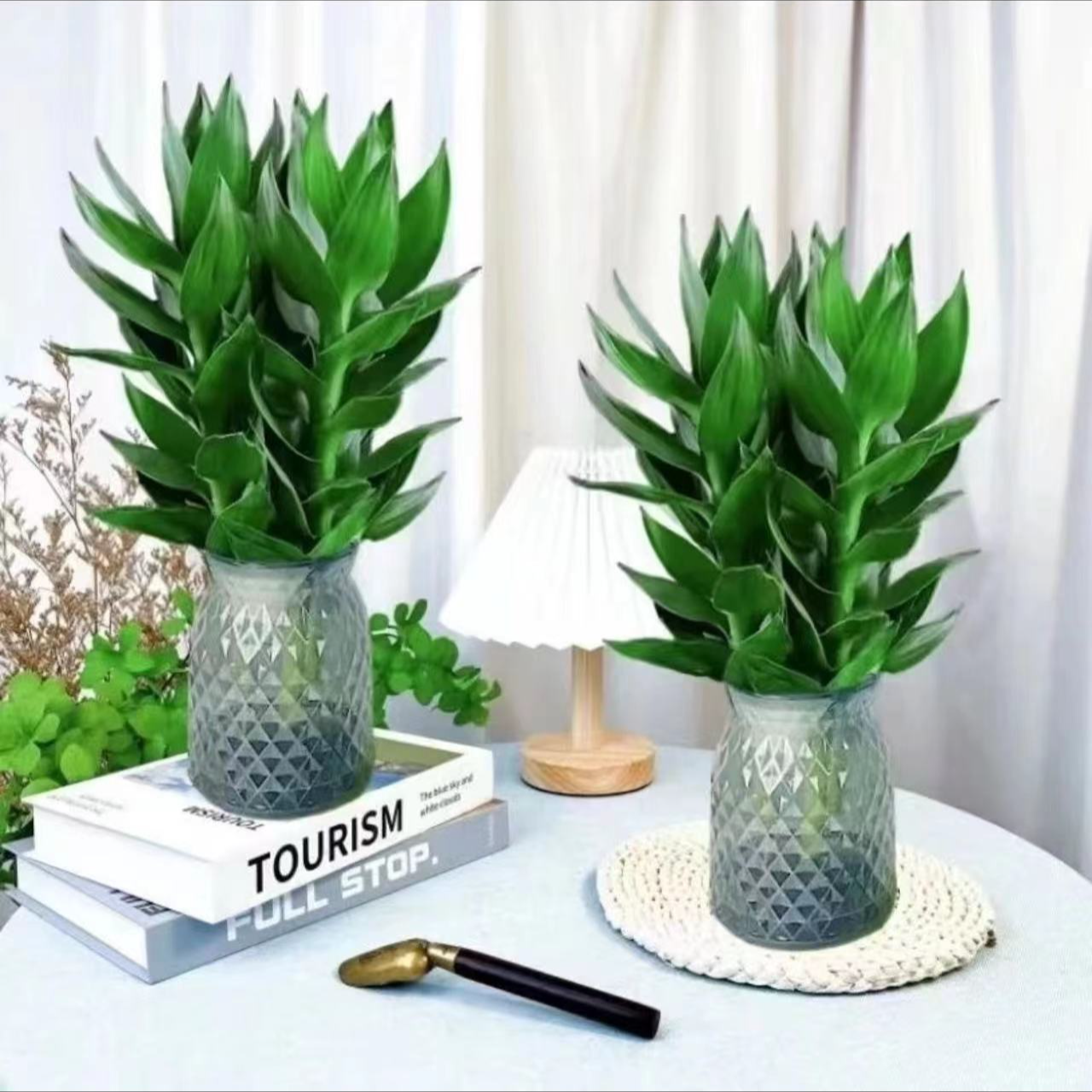 【拍一发二】观音竹水培花卉植物盆栽室内客厅转运竹水养绿植节节高