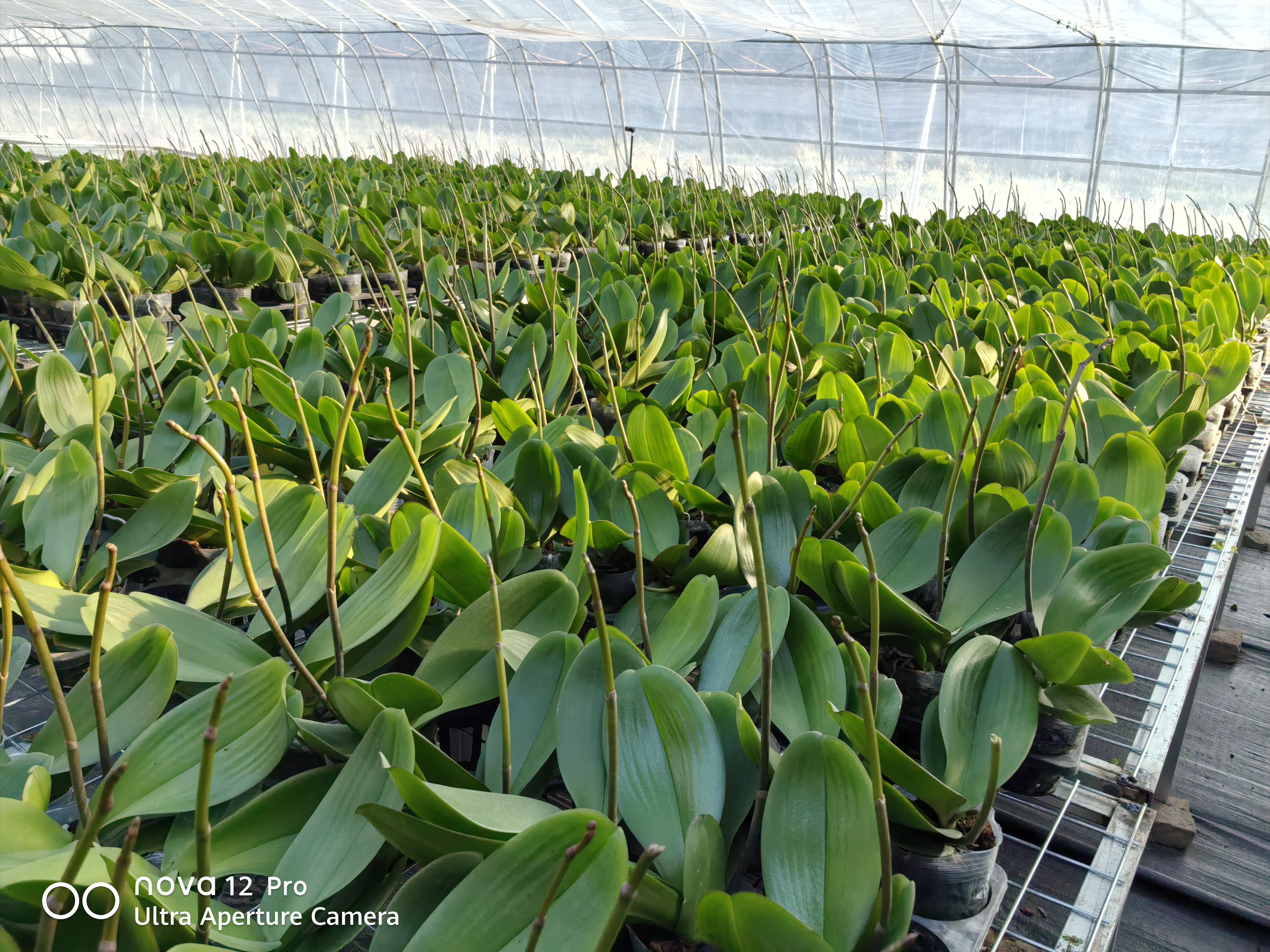 3.5杯加高杯大辣椒抽剑苗一棵