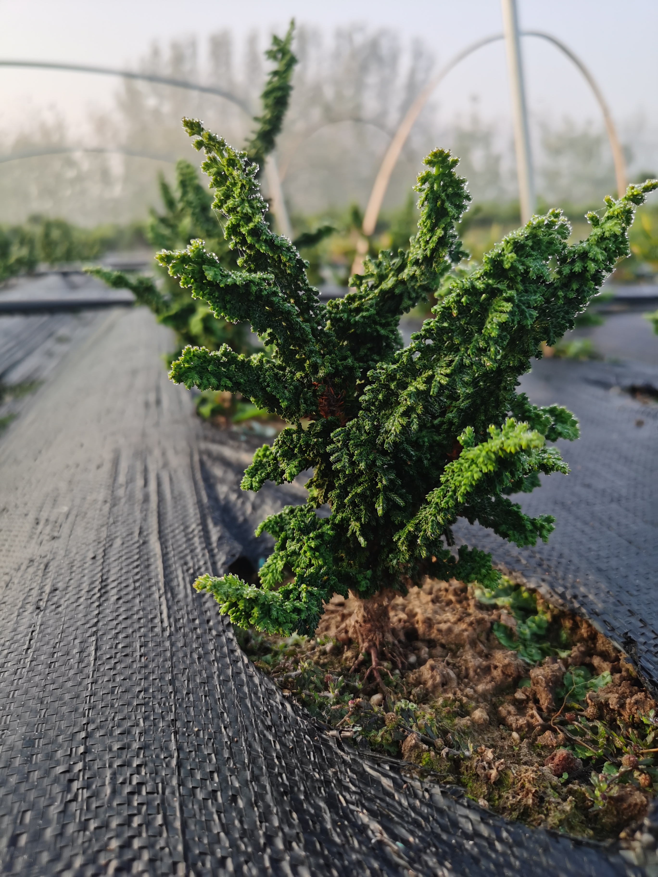 石化桧石化桧石化桧