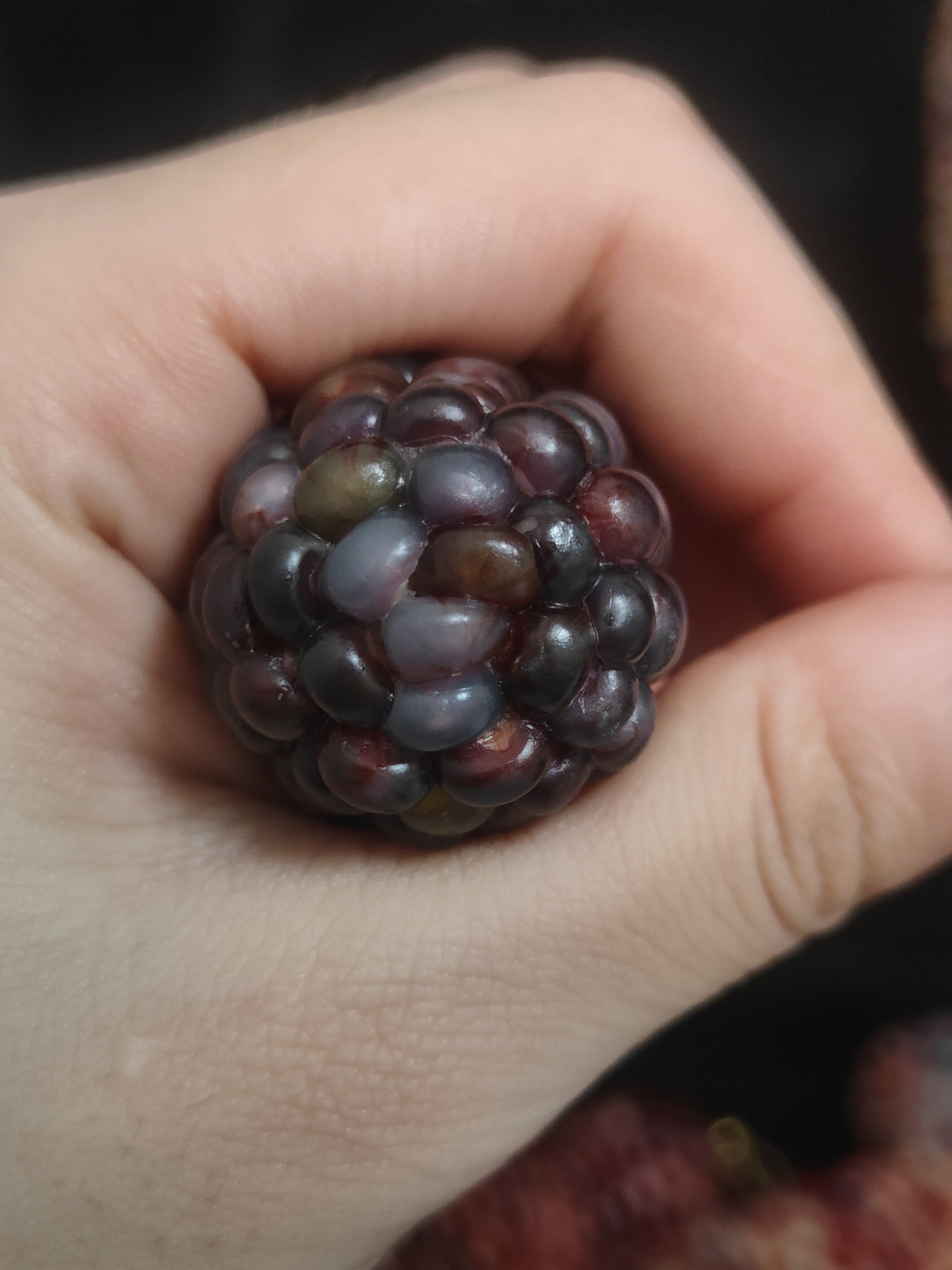 文玩小玉米，直播间一物一拍，盲拍随机发货