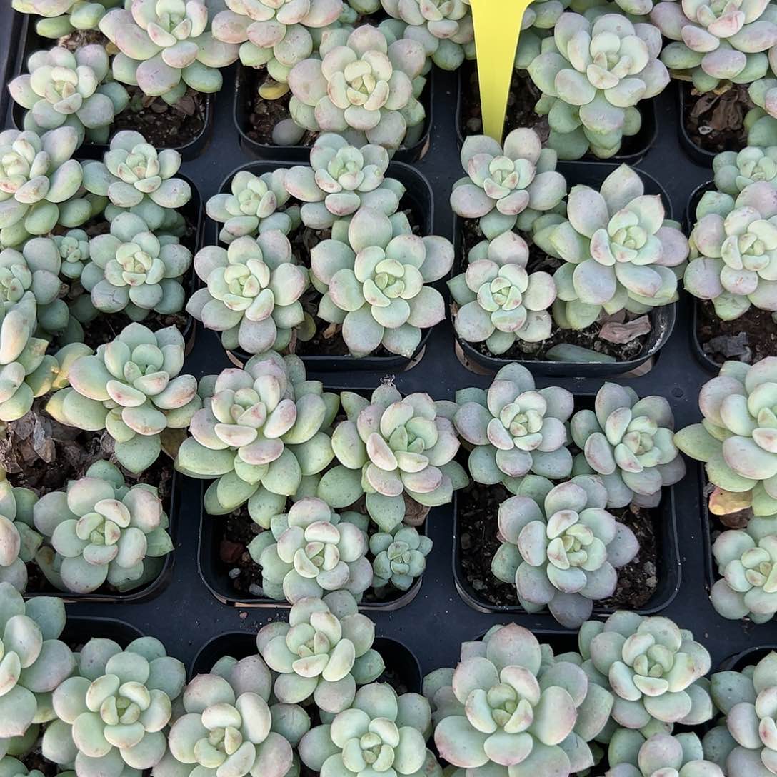 兄弟多肉阳光玫瑰