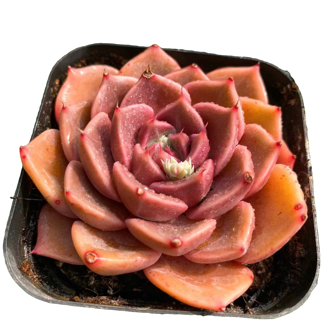 2号多肉植物 贝瑞小球裸跟上盆展示冰魄直径根部