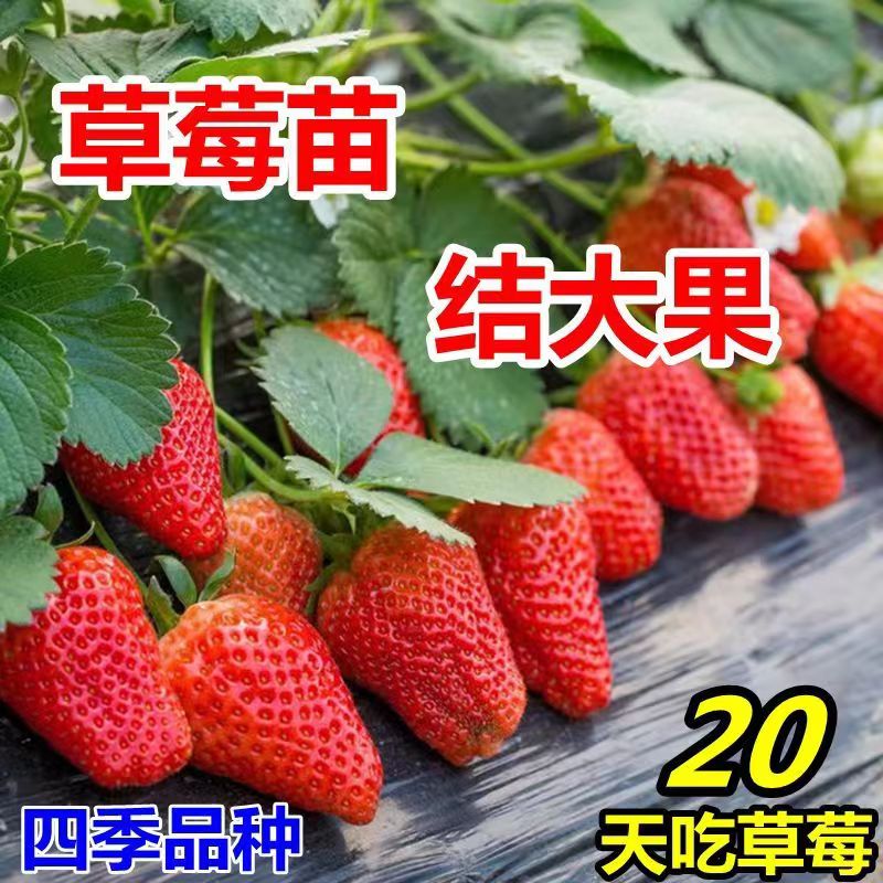 四季奶油草莓苗南北方阳台庭院种植耐寒当年结果草莓秧带土发货