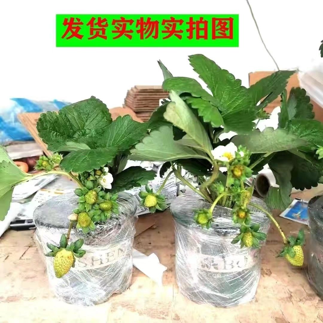 四季草莓加仑盆带土盆栽当年结果阳台耐寒食用草莓苗