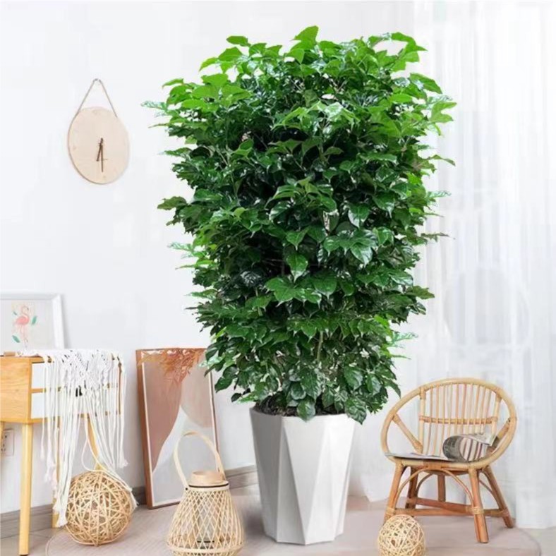 幸福树丛生多杆绿宝美观好养客厅绿植室内易养活办公室带盆