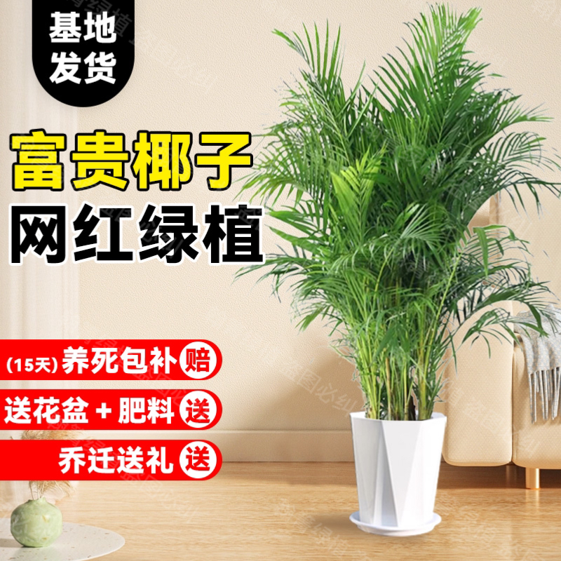 富贵椰子1米-1.2米客厅办公室净化空气绿植四季常青好养活乔迁