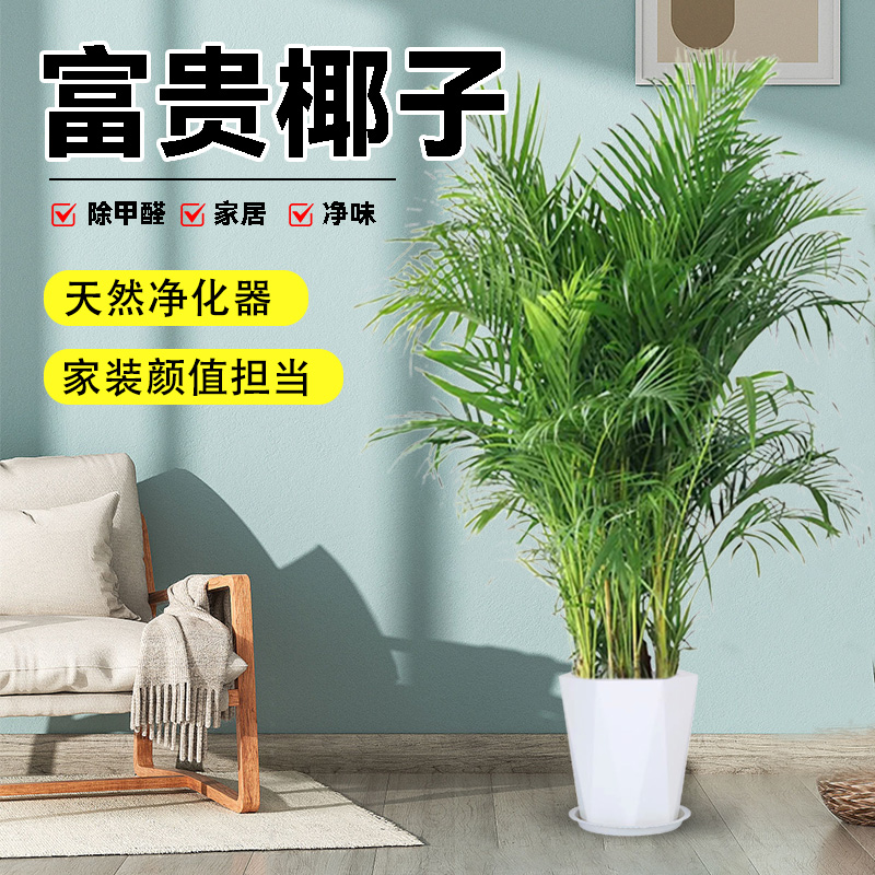 富贵椰子1米-1.2米客厅阳台净化空气绿植四季常青好养活乔迁