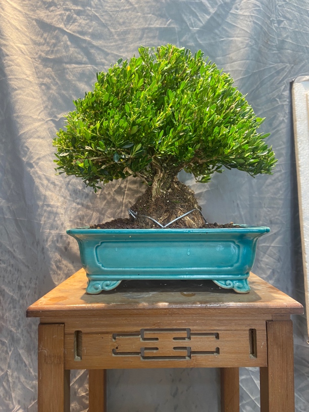 直播间一物矮霸怪桩中大型雀舌黄杨老桩高档绿植盆景室内客厅盆景