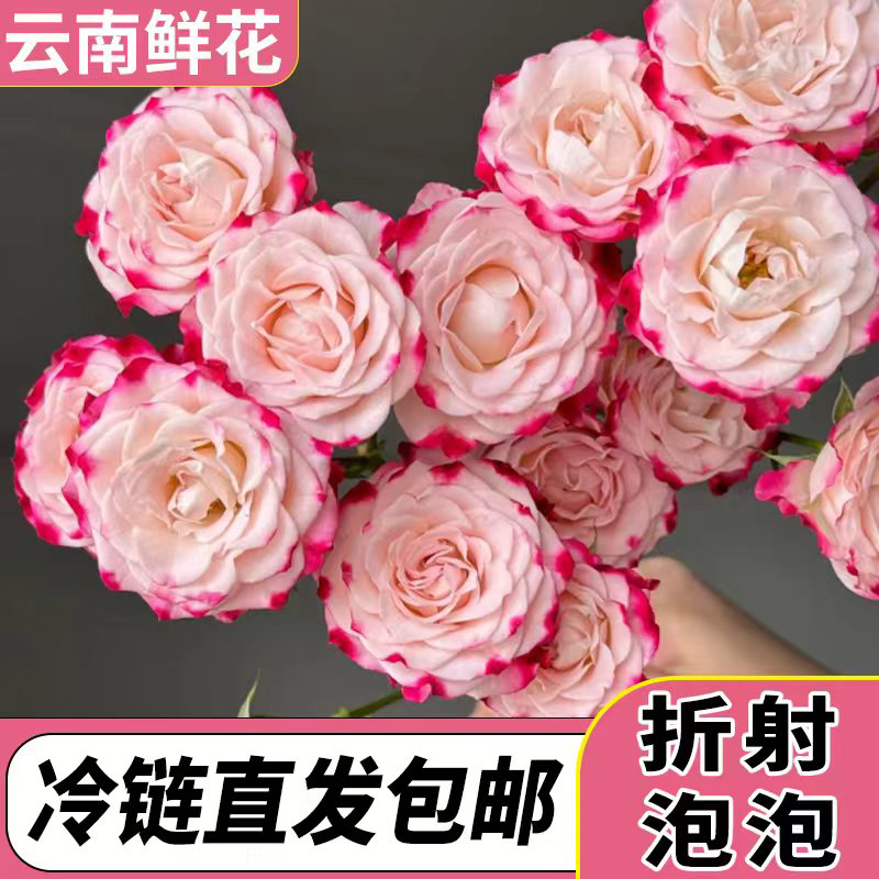 云南昆明折射多头粉玫瑰鲜切花水培花生日送闺蜜瓶插