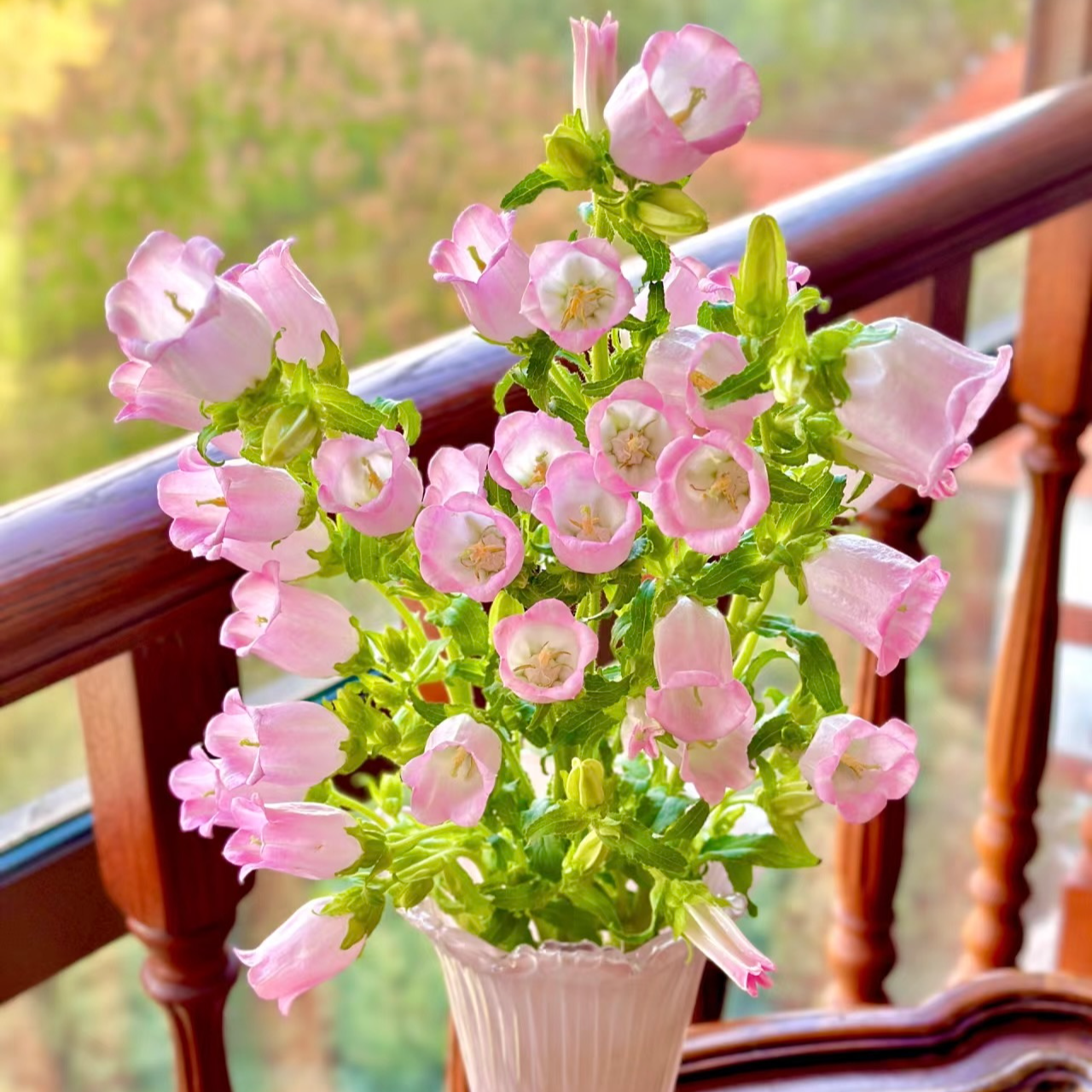 【风铃花】一单中通  两单升级空运   昆明鲜花基地直发 