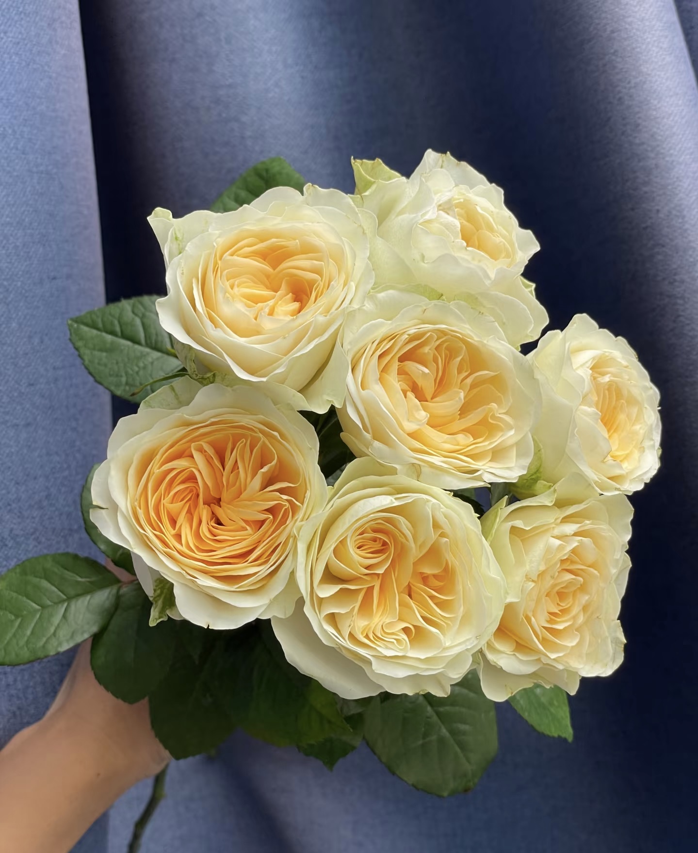 【奶油杯玫瑰】一单中通 两单升级空运 云南生活鲜切花