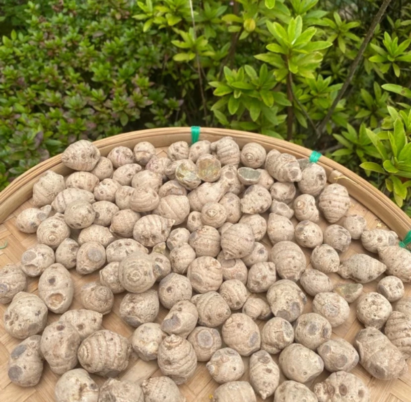【雪三七】 净含量500g