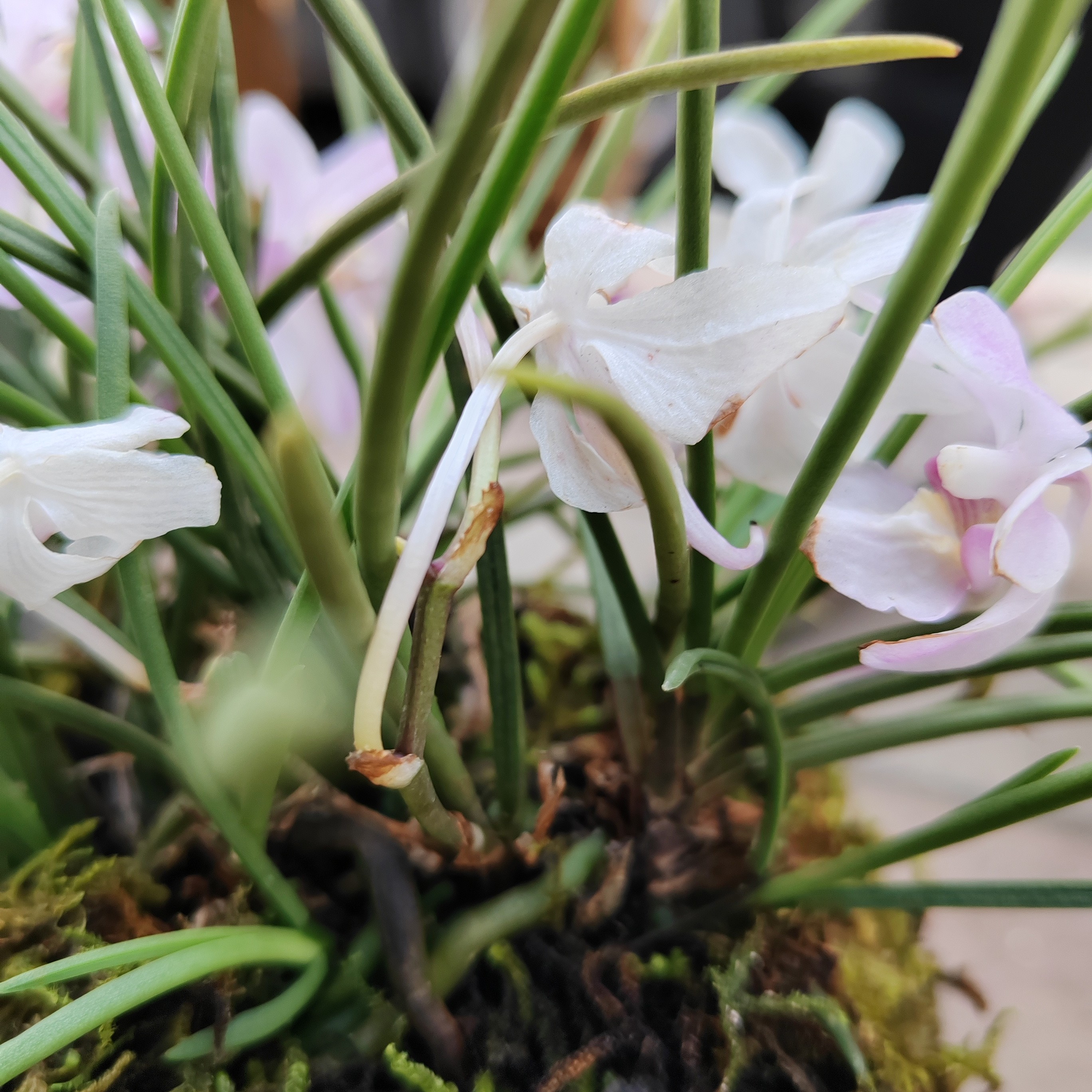 2兰花兰花，春剑，春兰，蕙兰