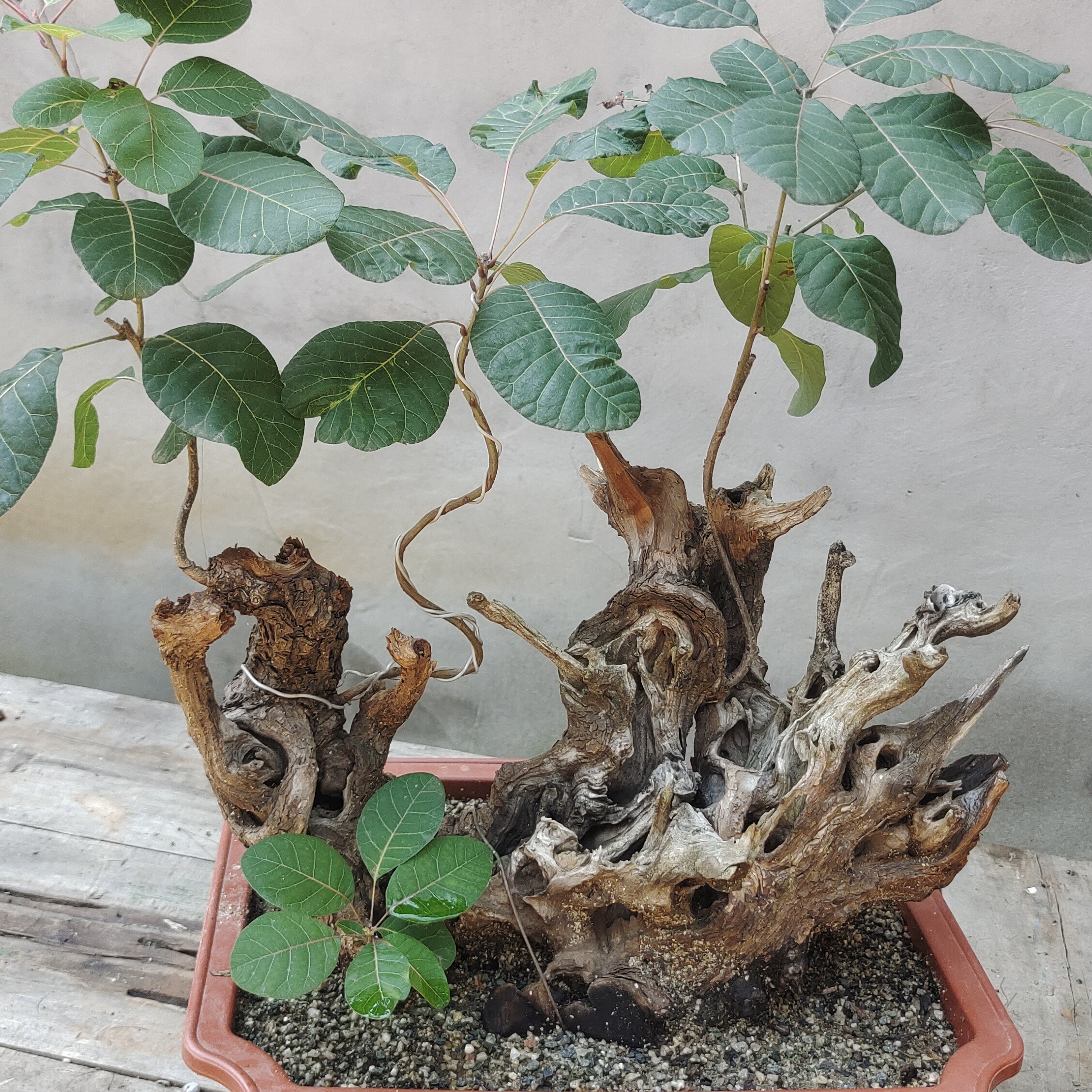 红叶黄栌.一物一拍（不包邮）