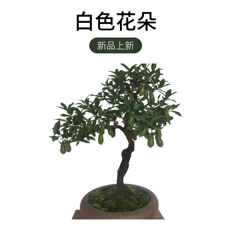 金弹子小精品盆景 (一物一拍，不退不换)