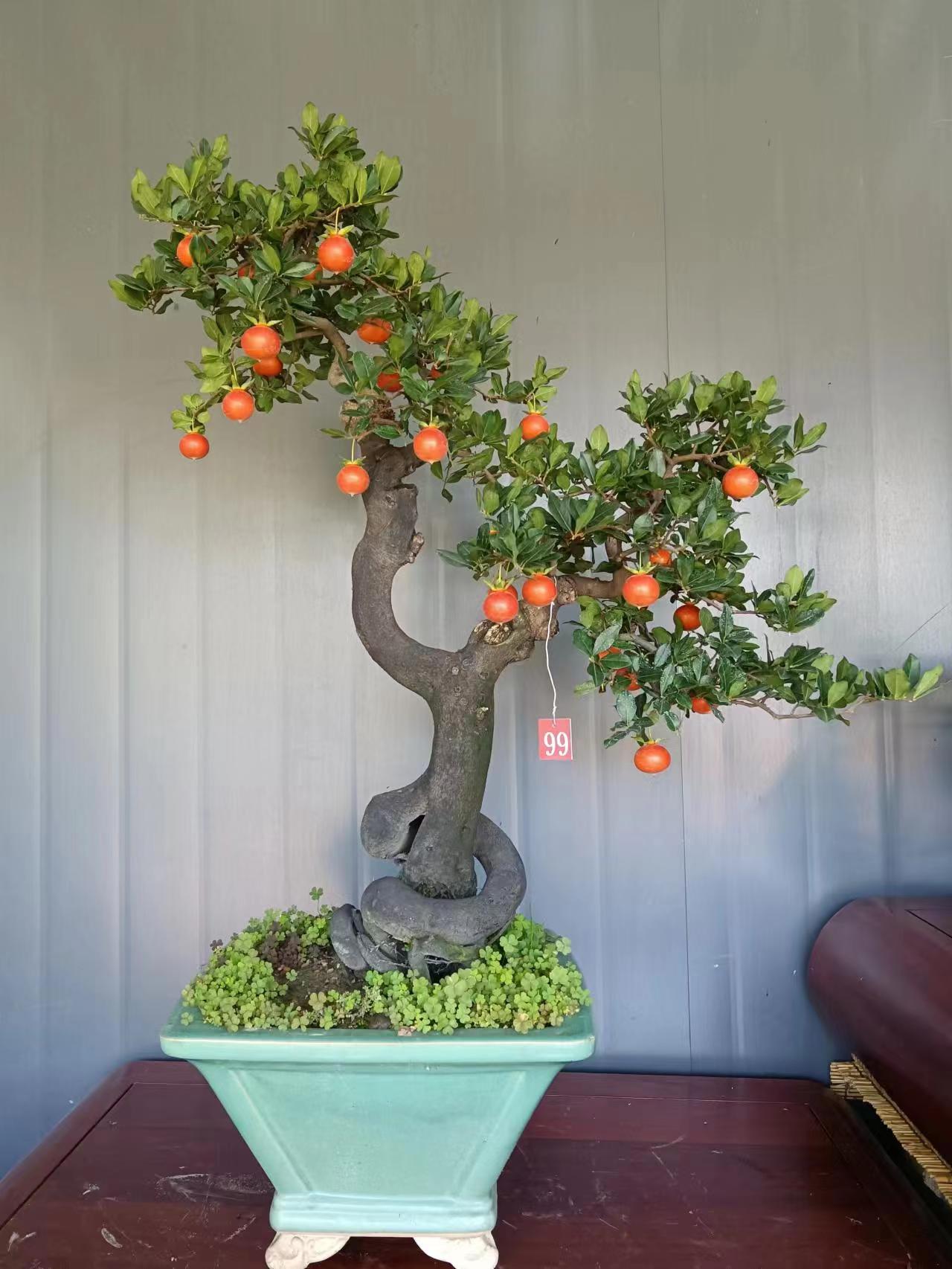 金弹子盆景(此图只作参考，实物直播间一物一拍）