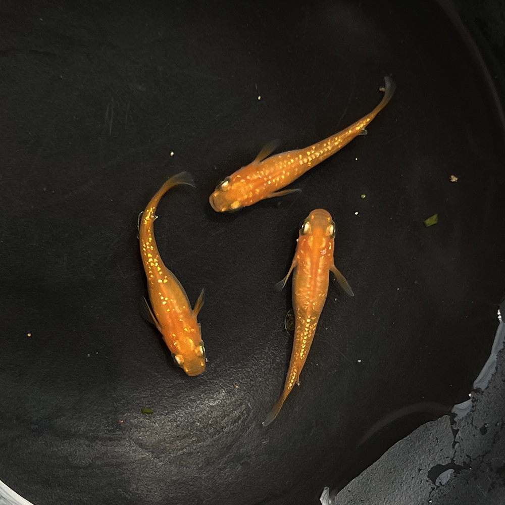 观鳉渔场   观背青鳉 红帝星光冷水鱼  观赏鱼 【头尾2cm】