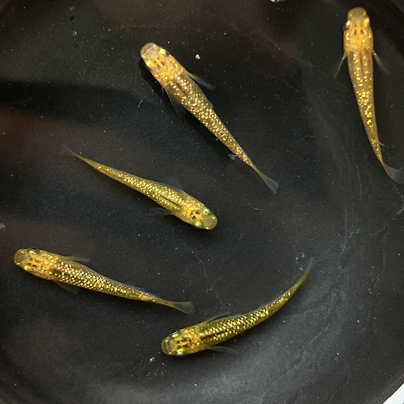 黄金鱼   观背青鳉   冷水鱼  观赏鱼 【头尾2cm】