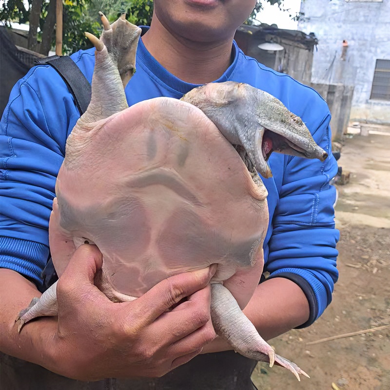 生态外塘养殖8年大甲鱼鲜活食用中华老鳖王八团鱼水鱼鲜活包邮