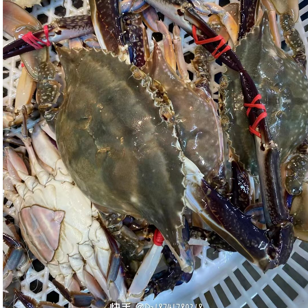 【保鲜不保活】肉母蟹四两左右/只 2-3斤装 不保全腿微吐水