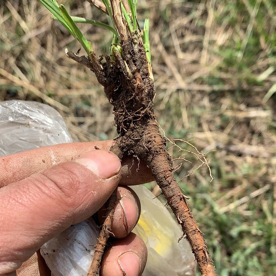 （野柴胡）甘肃野外采挖野柴胡整条250g包邮