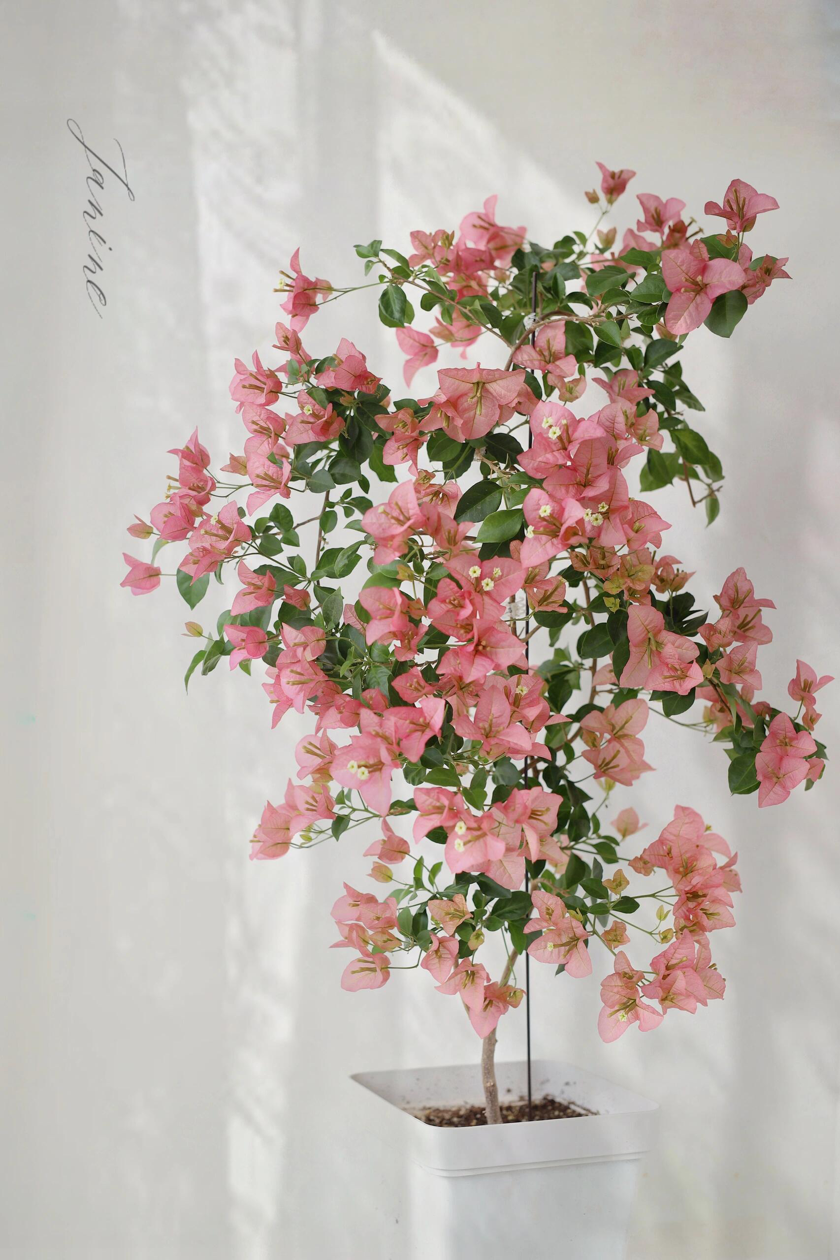 【卡亚塔】四季勤花可爬藤可爬墙带花发货