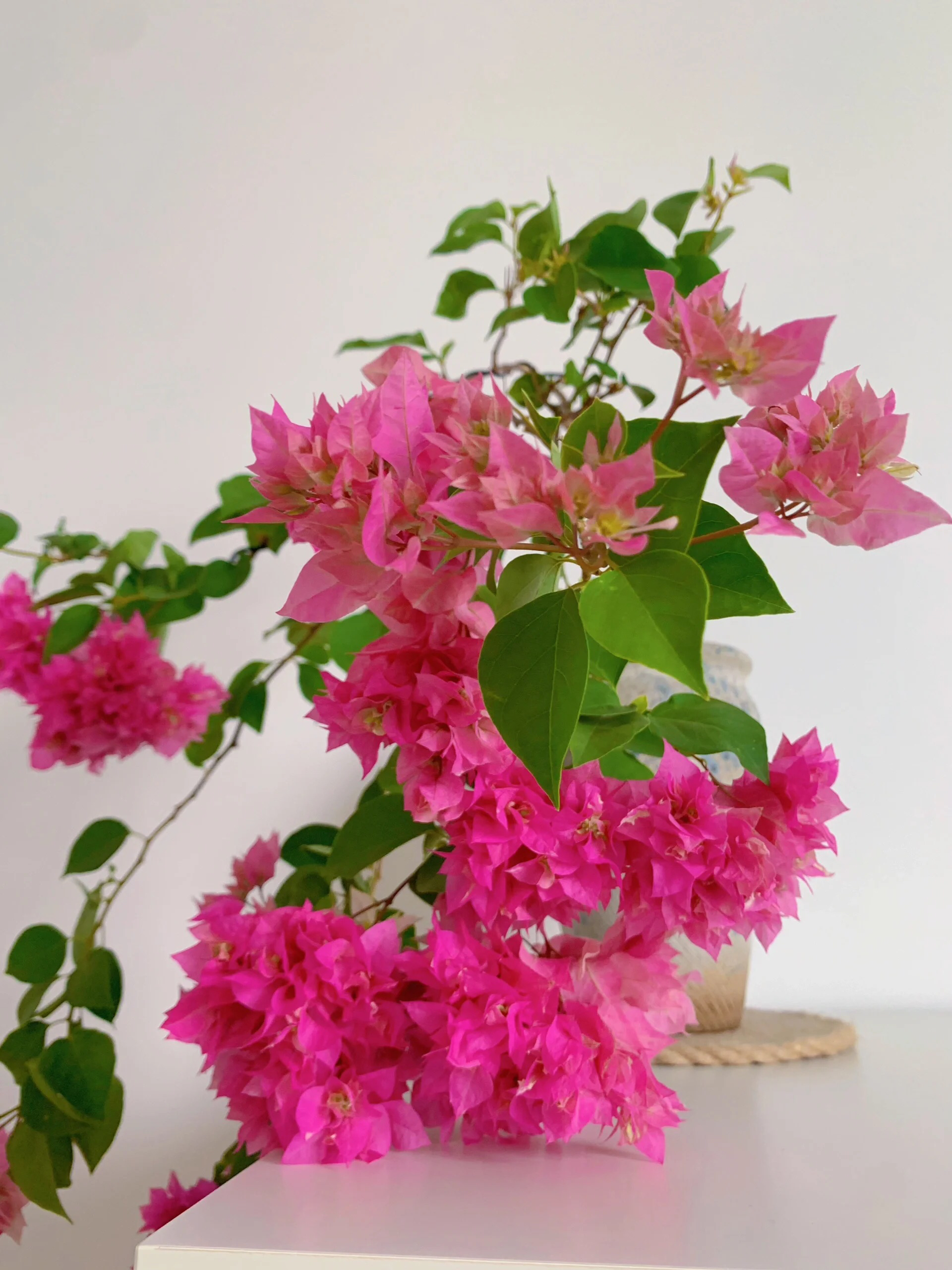 【重瓣红】带花发货不易掉花四季开花三角梅可爬藤爬墙一物一拍