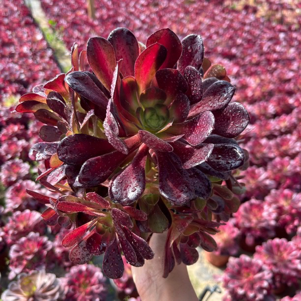 【花仙子】花纳手捧花，美杜莎中斑锦，多肉法师