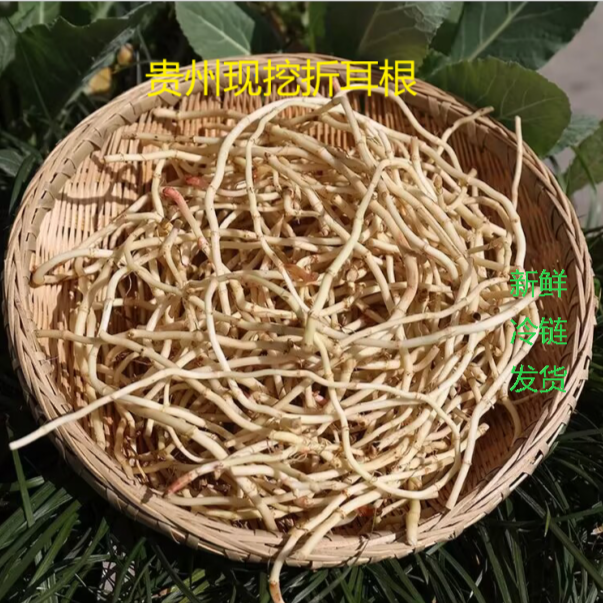 现挖贵州当季新鲜野生折耳根半斤1斤时令蔬菜鲜嫩脆节节根食用