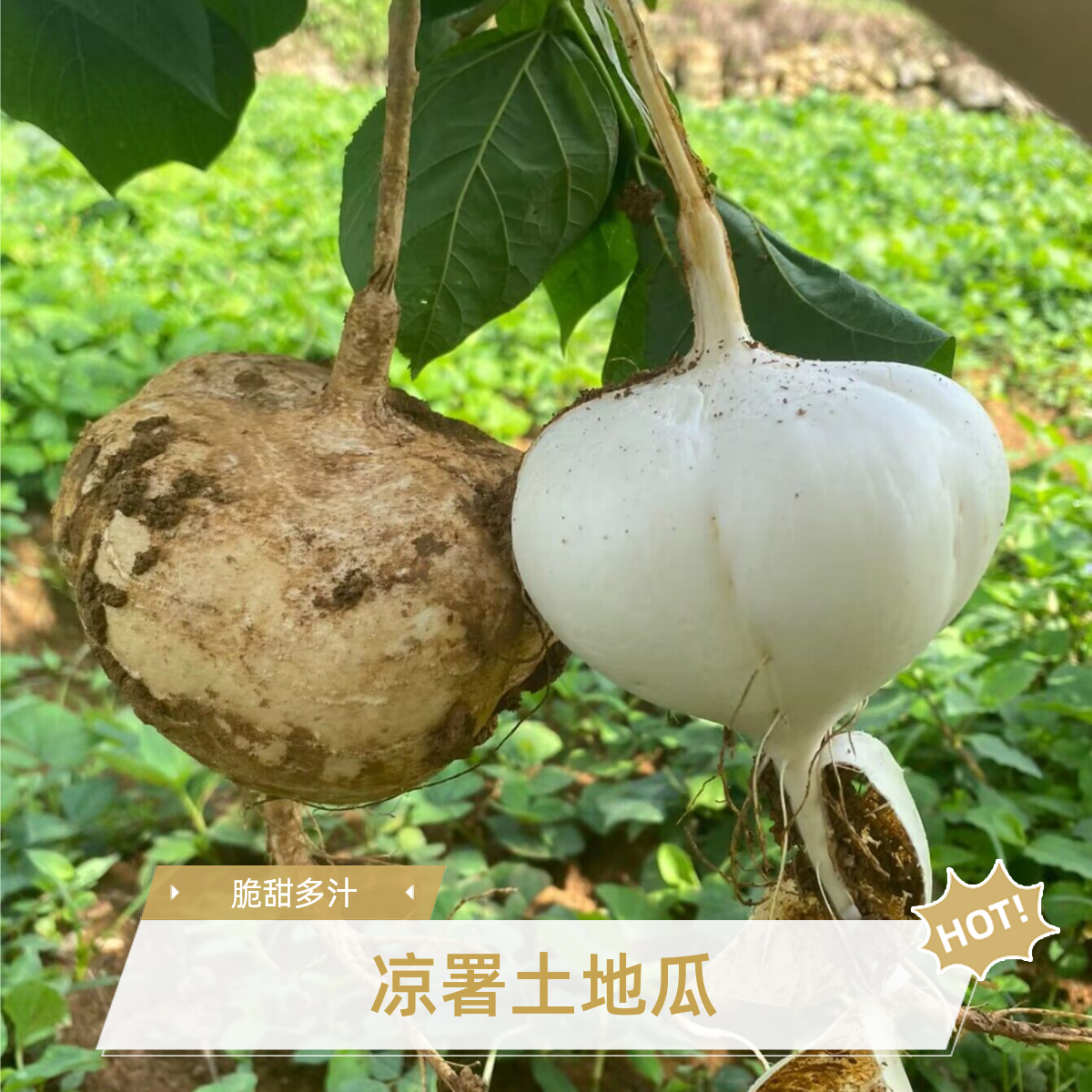凉薯正宗高山农家特产新鲜现挖地萝卜白地瓜清脆可口产地直发保鲜