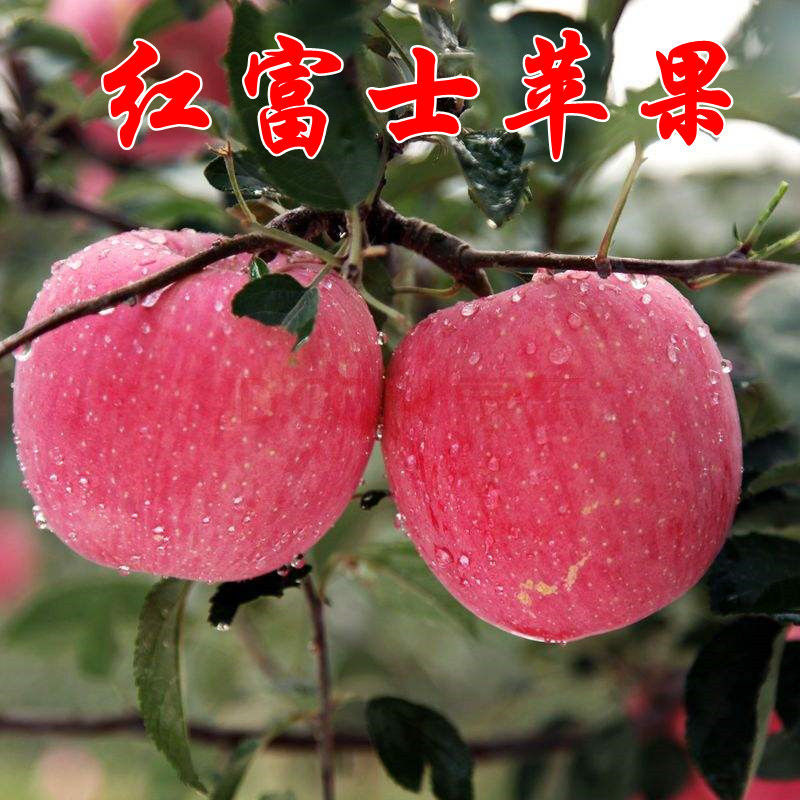 【保证正品】嫁接苹果树苗南北方种植耐寒阳台庭院盆栽地