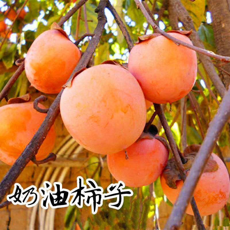 奶油嫁接柿子树苗庭院地栽南方北方种植盆栽地栽耐寒
