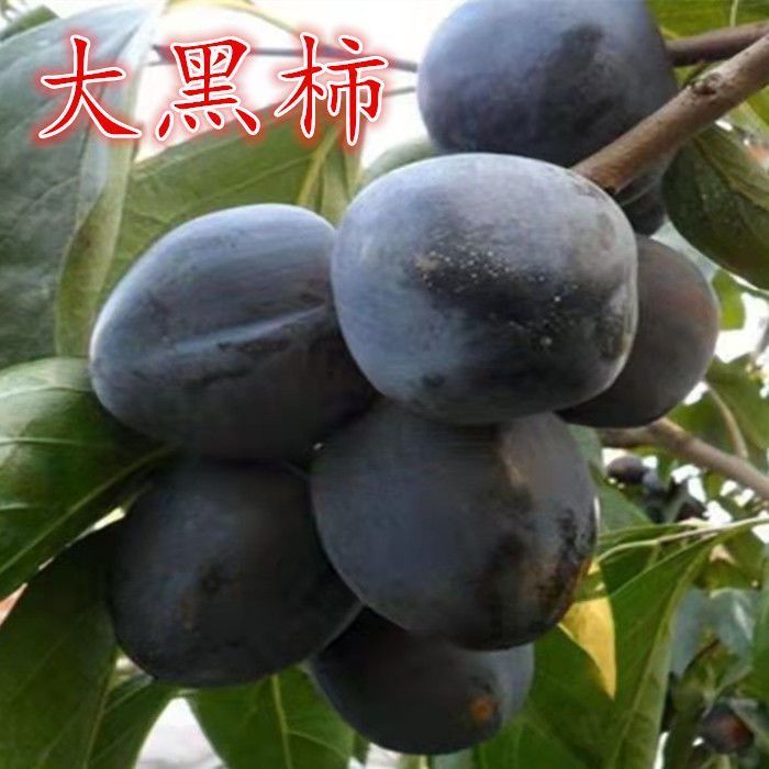 大黑柿子树苗嫁接柿子树苗特大脆甜柿子树苗南方北方种植当年结果