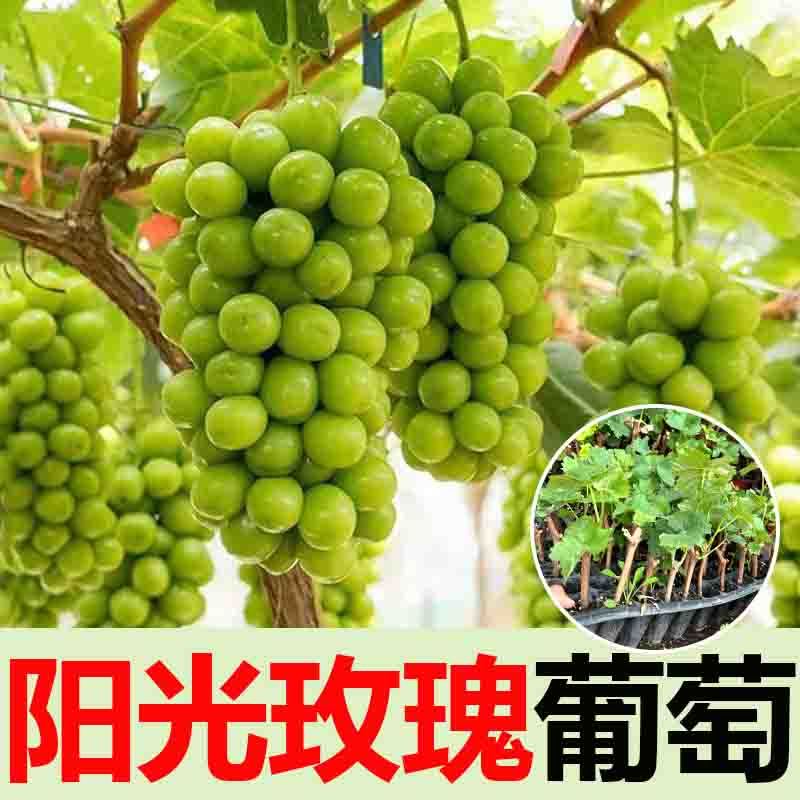 阳光玫瑰葡萄树苗南方北方种植抗寒盆栽庭院地栽当年结果苗