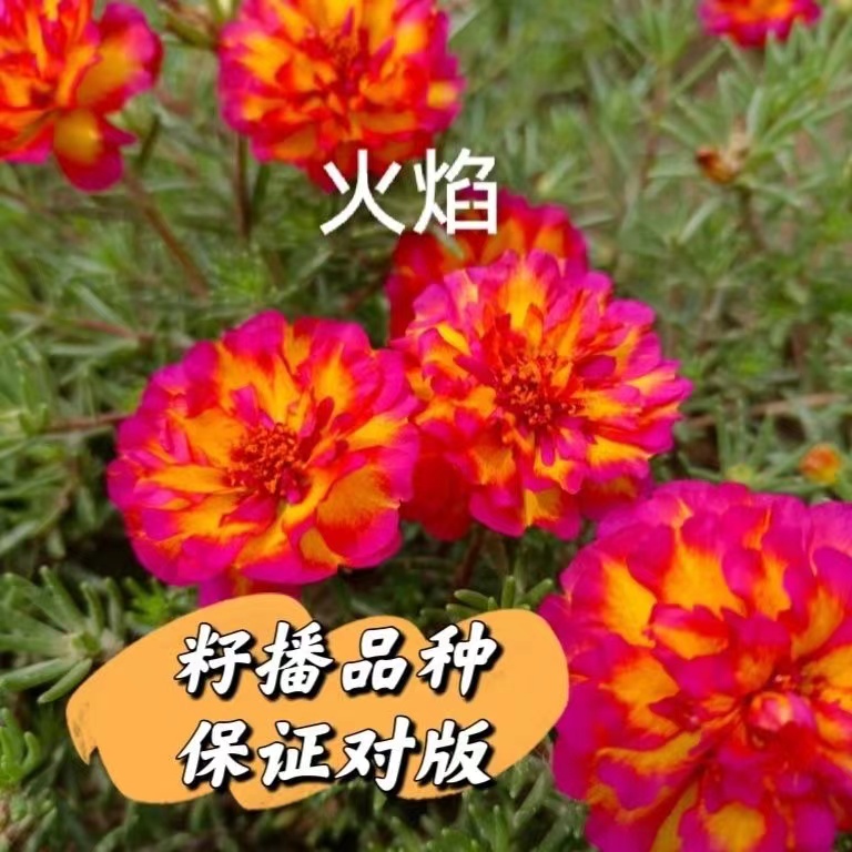 新品网红籽播进口重瓣网红太阳花苗带花苞阳台盆栽