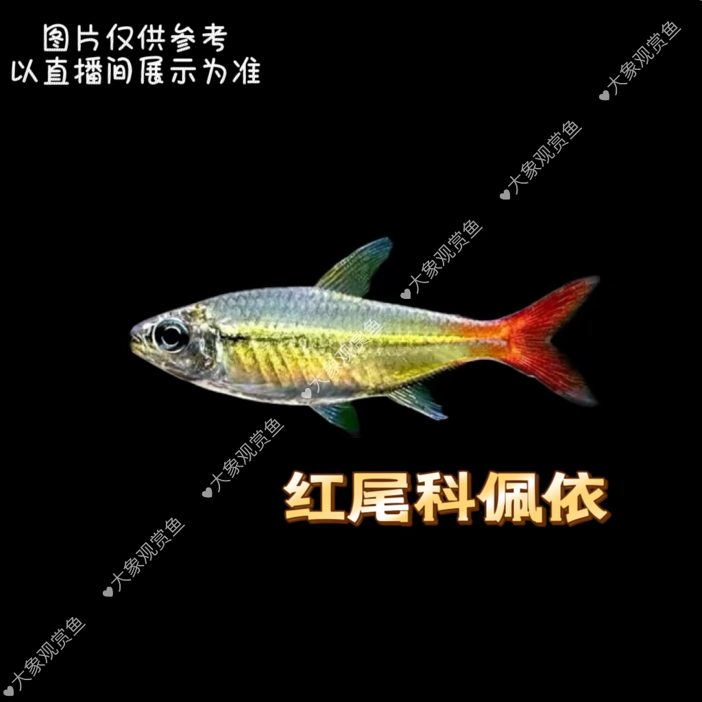 观赏鱼，红尾科佩依鱼