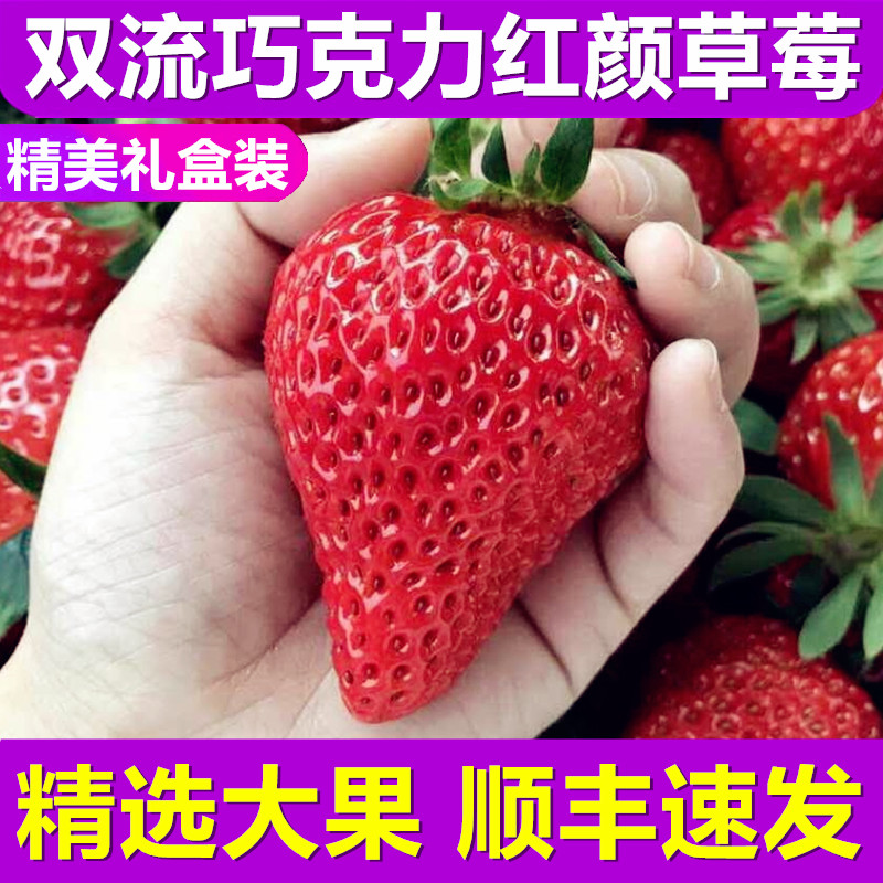 【顺丰速发】正宗成都巧克力红颜草莓牛奶油大草莓99大草莓整箱批发