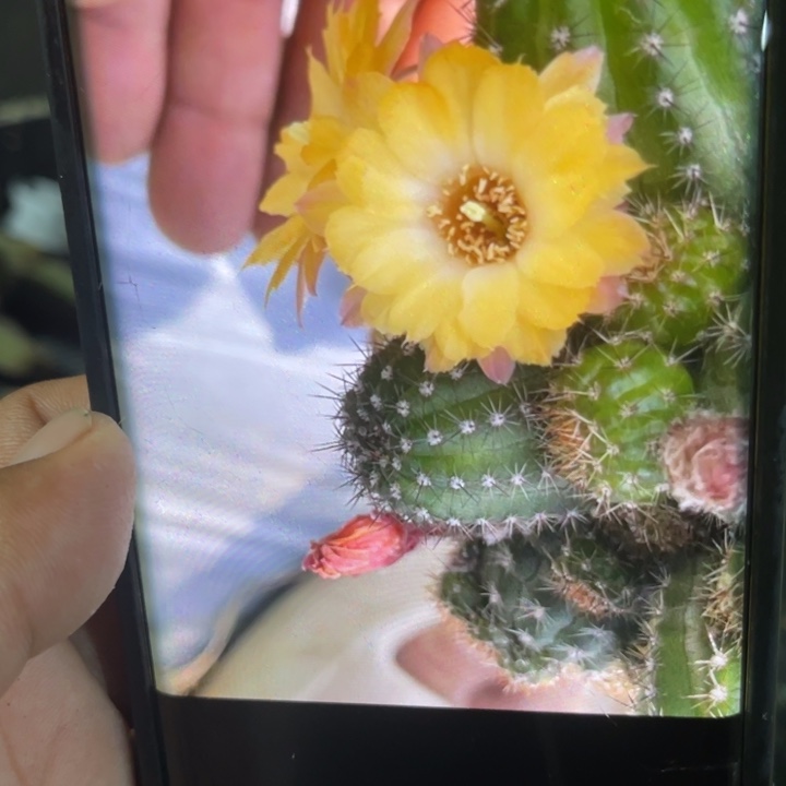 矮胖白檀405仙人球侧芽