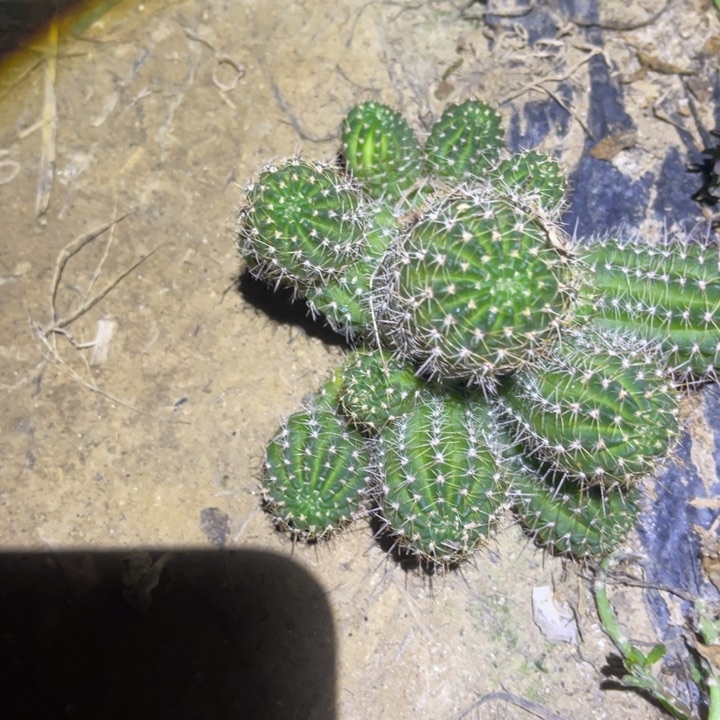丽花白檀杂仙人球318