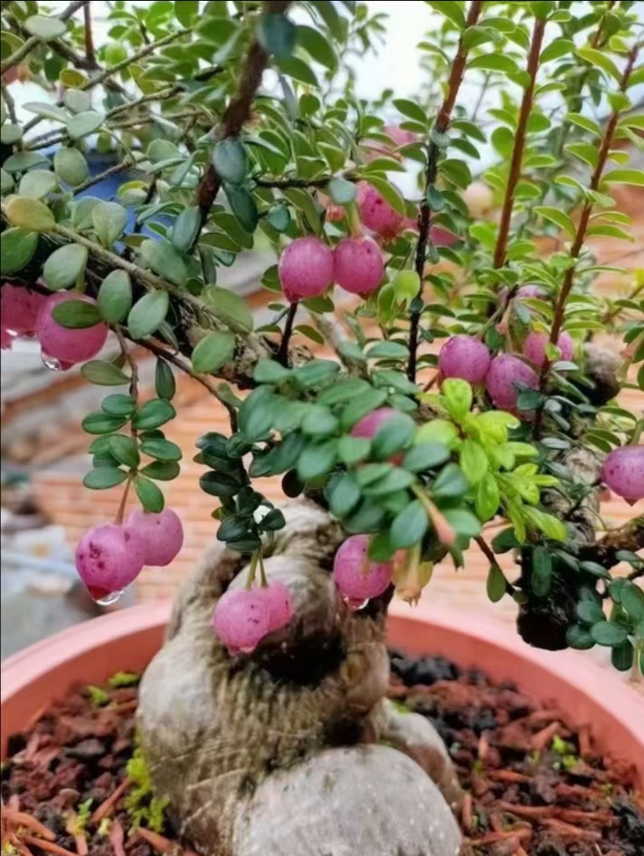 精品红花米叶五翅莓盆栽