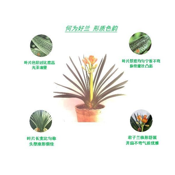 乐乐君子兰花卉 技 油 短多品种1—10年杂合体