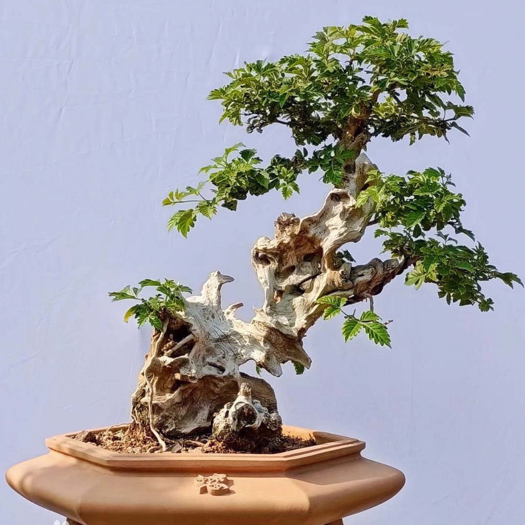 雪花荆老桩盆景素材 拍品链接图片仅供参考